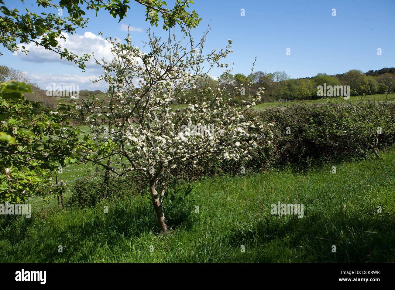 Fiore Appletree in una tranquilla campagna in Bretagna, Crozon, Francia Foto Stock