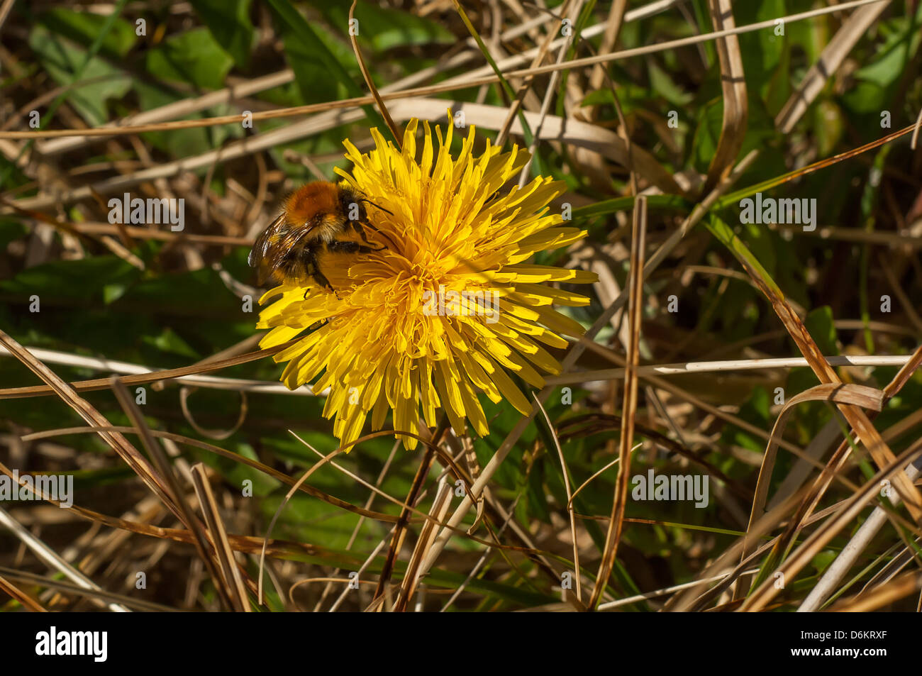 Alimentazione apicola Foto Stock