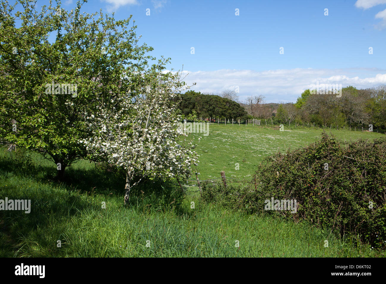 Fiore Appletree in una tranquilla campagna in Bretagna, Crozon, Francia Foto Stock