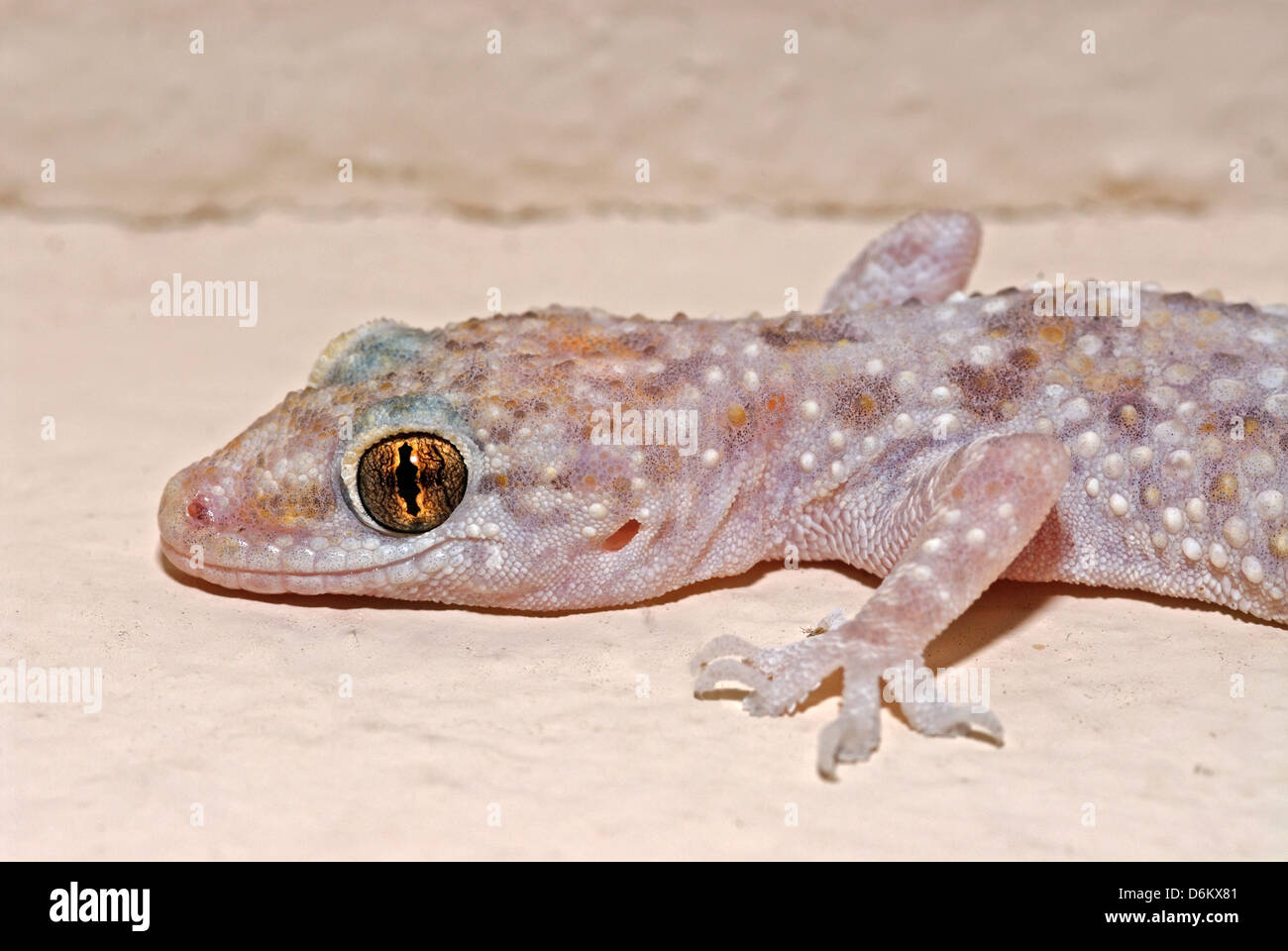 Casa comune geco Hemidactylus turcicus Foto Stock