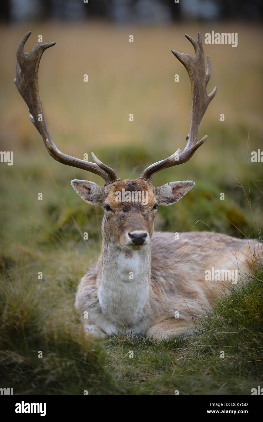 Red Deer Foto Stock