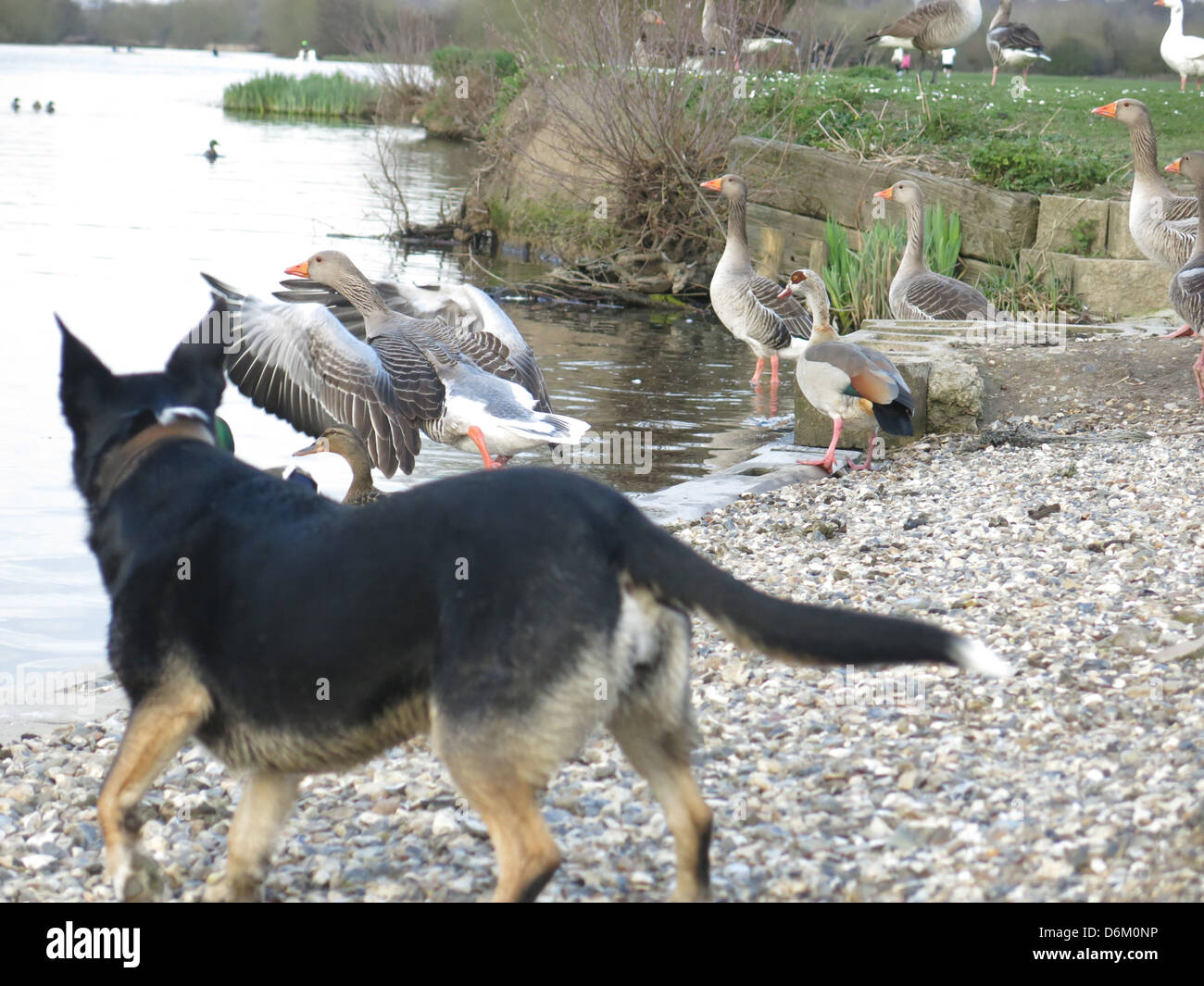 Un Naughty Dog a caccia di oche dal fiume Tamigi, Reading, Berkshire. Foto Stock