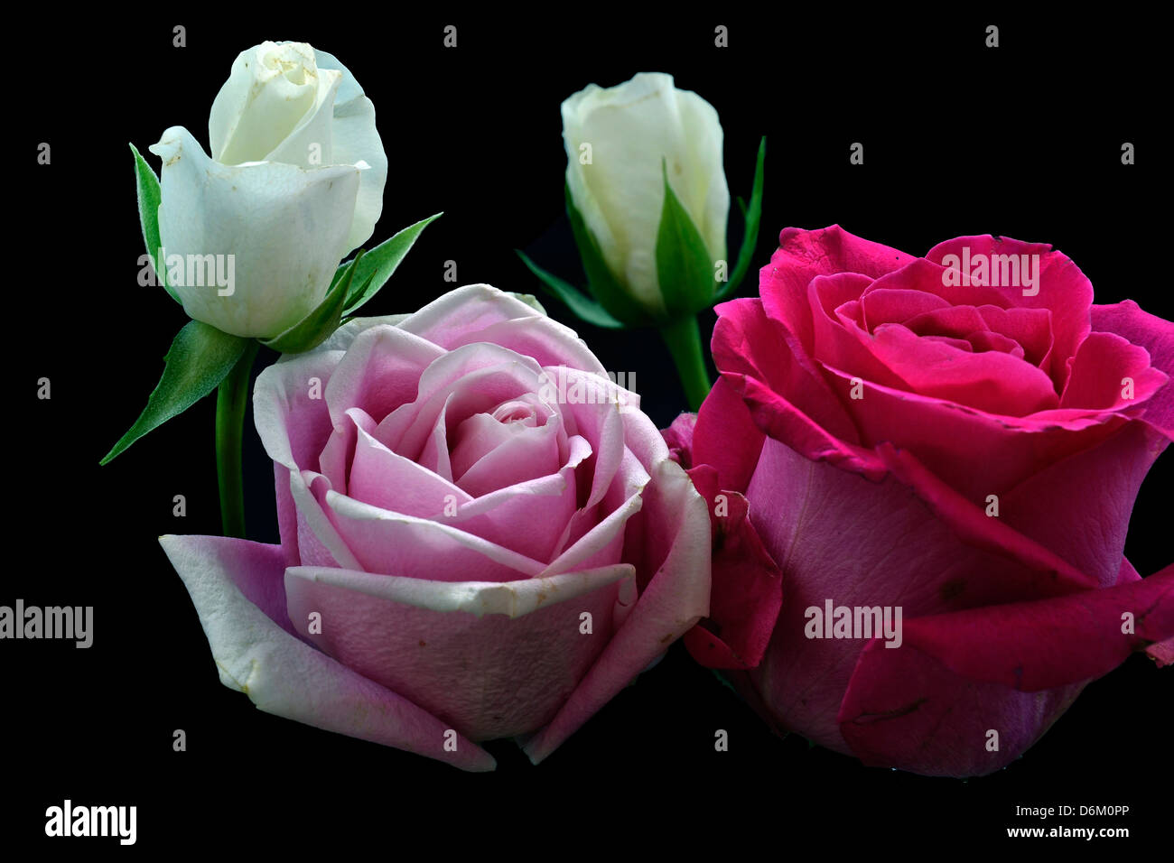 quattro rose Foto Stock