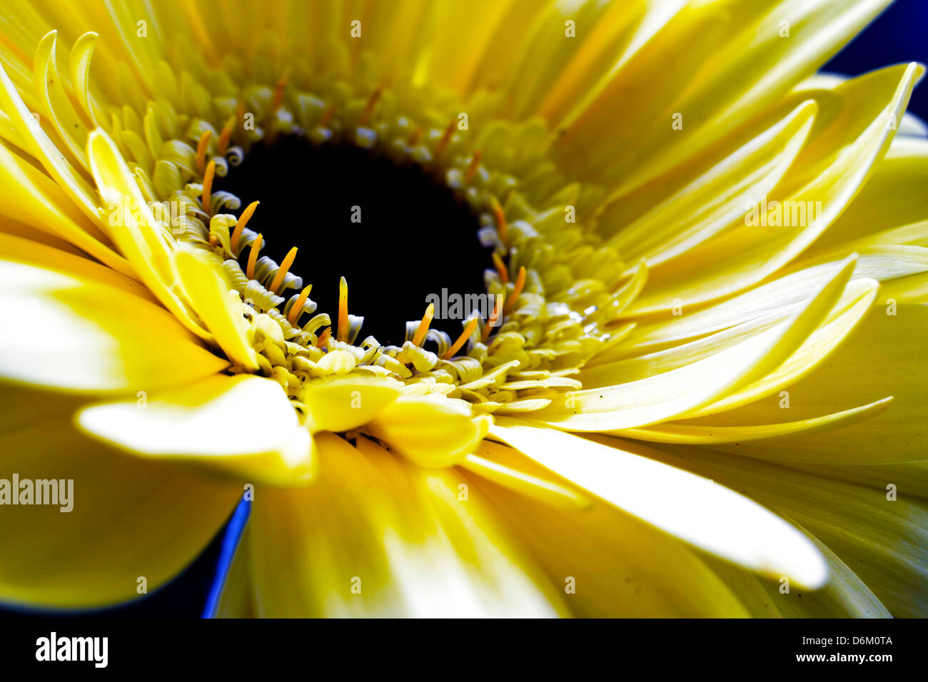 Close up,giallo,fiore,petalo,stame Foto Stock