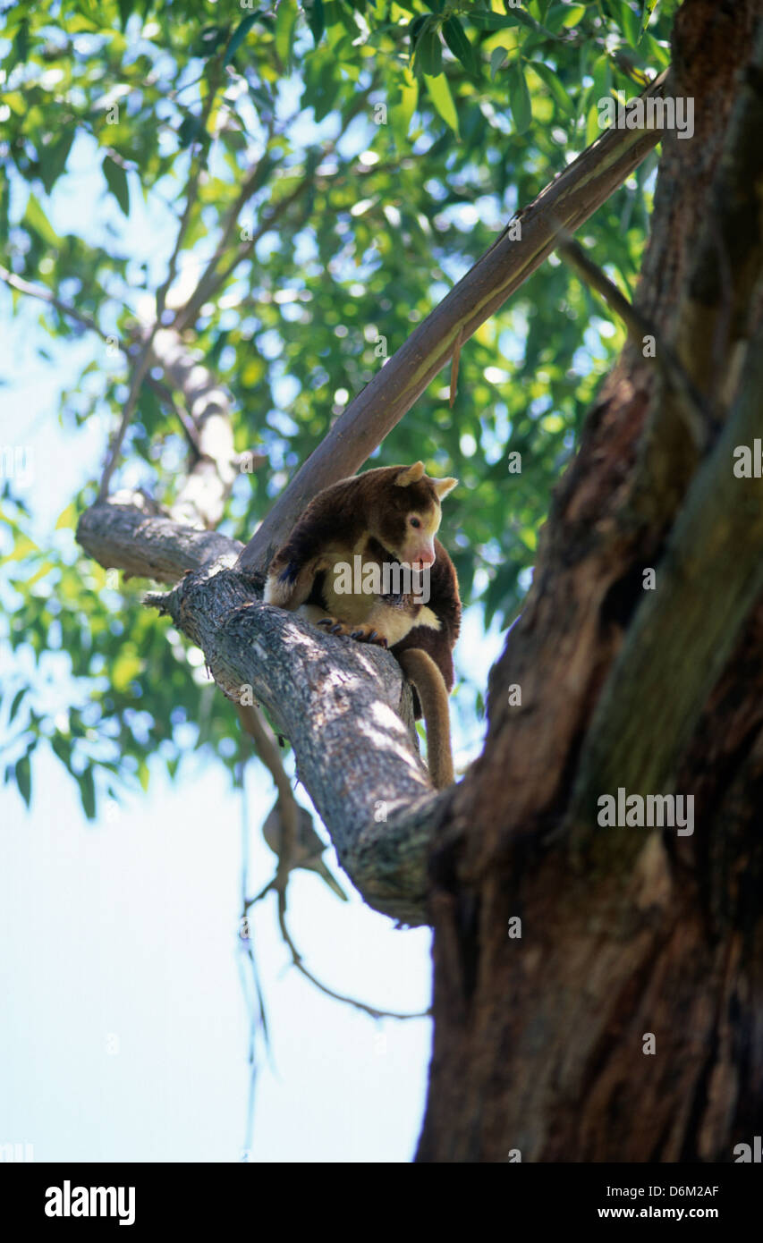 Animali, i marsupiali, tree Kangaroo, Matschie's Tree Kangaroo, (Dendrolagus matschiel). Foto Stock