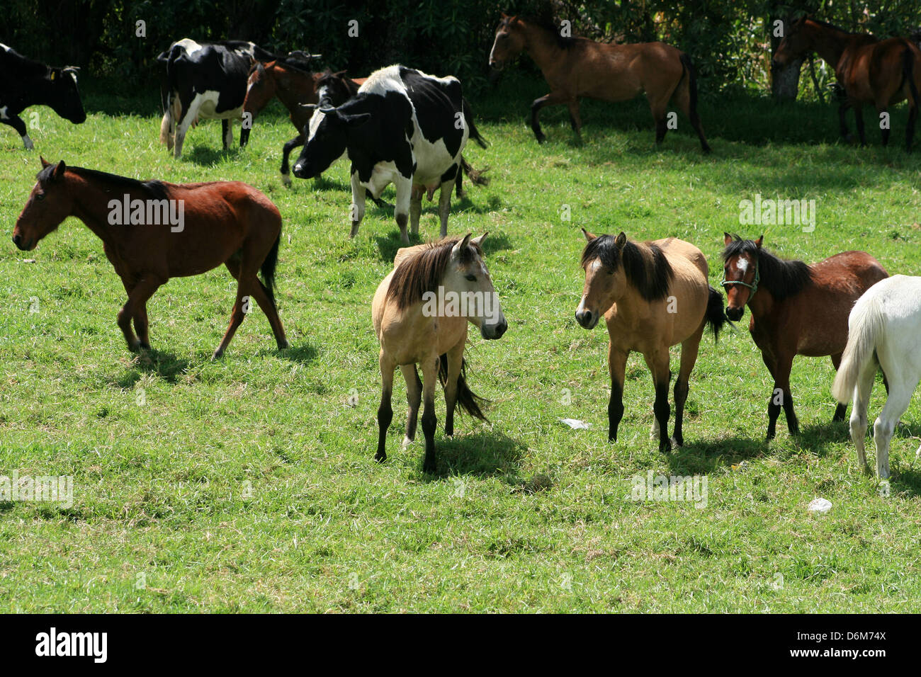 Una mandria di mucche e cavalli in piedi in un pascolo su una fattoria in Cotacachi, Ecuador Foto Stock