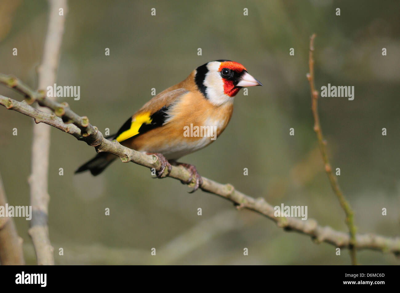 Un cardellino Foto Stock
