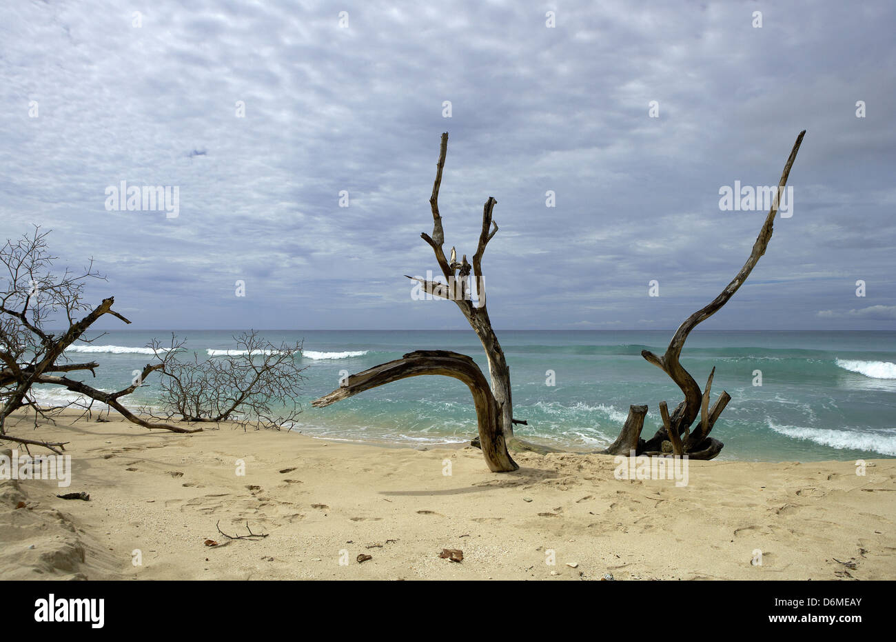 Speightstown, Barbados, i rami di un albero morto sulla spiaggia in Speightstown Foto Stock