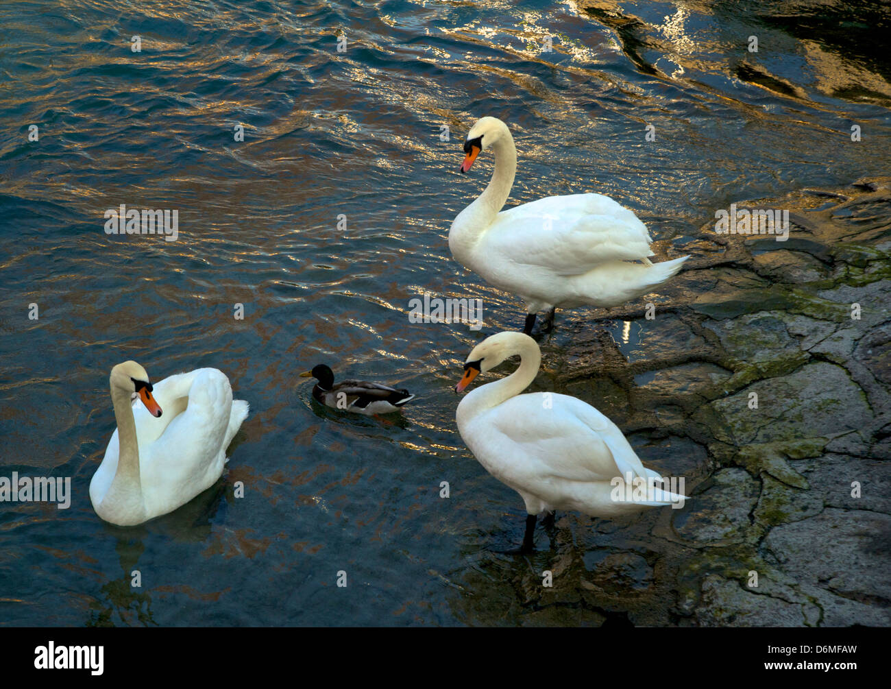 Cigni sul Lago di Ginevra, Svizzera Foto Stock