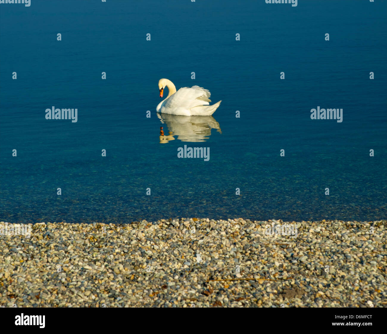 Cigni sul Lago di Ginevra, Svizzera Foto Stock