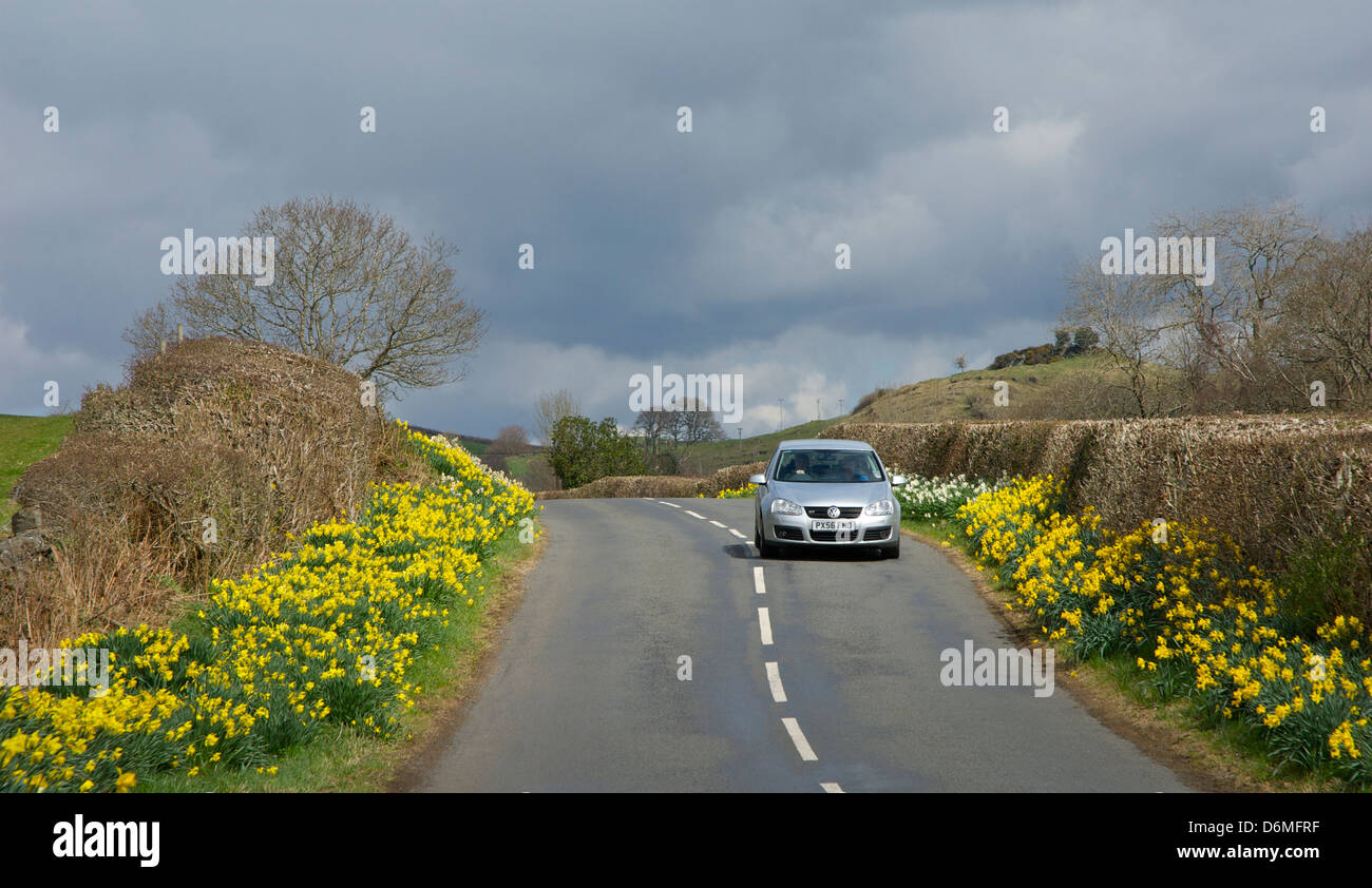 Auto sulla strada di campagna, con narcisi in entrambi i lati, Parco Nazionale del Distretto dei Laghi, Cumbria, England Regno Unito Foto Stock