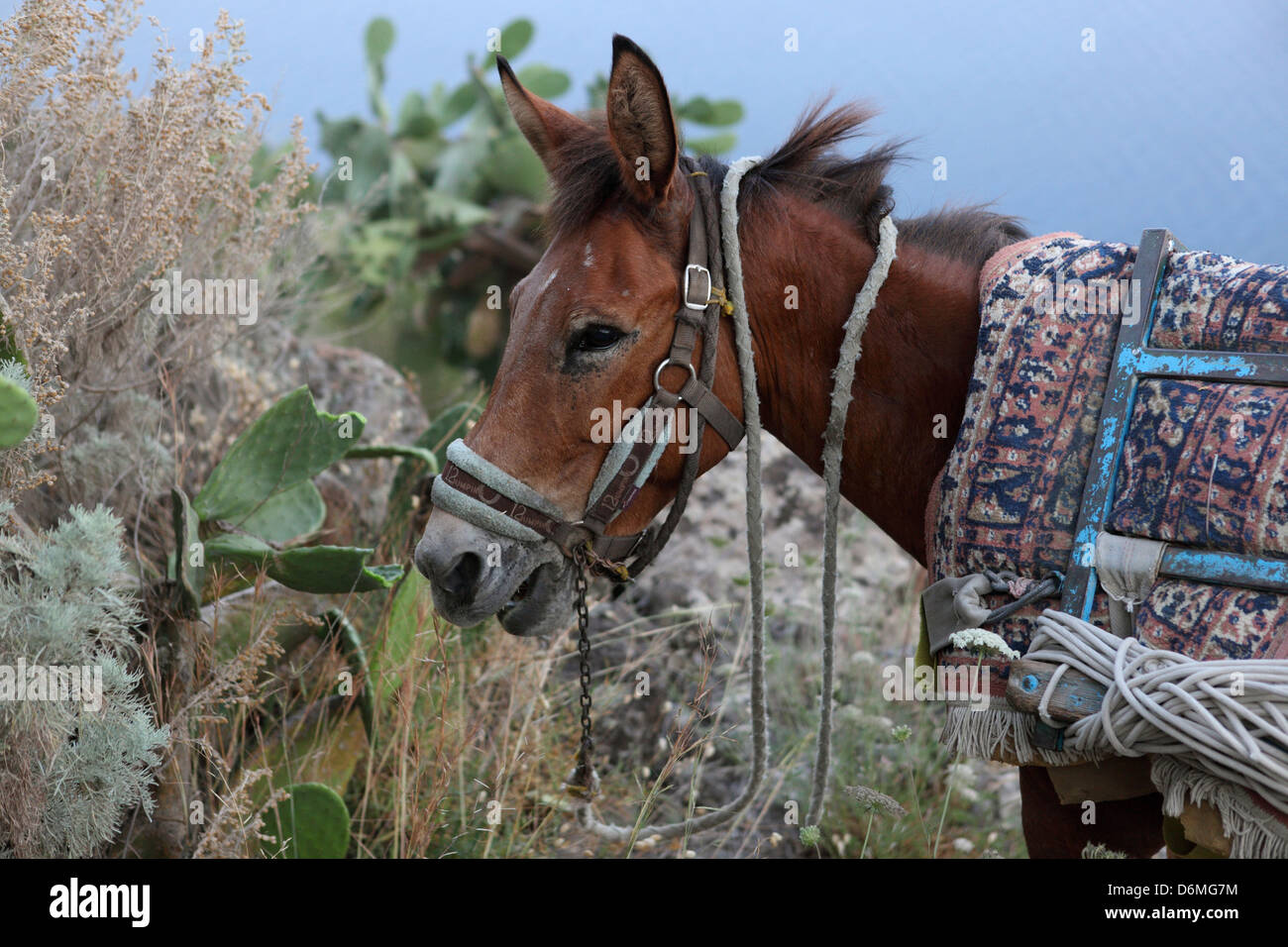 Alicudi, l'Italia, mule mangia una foglia di cactus Foto Stock