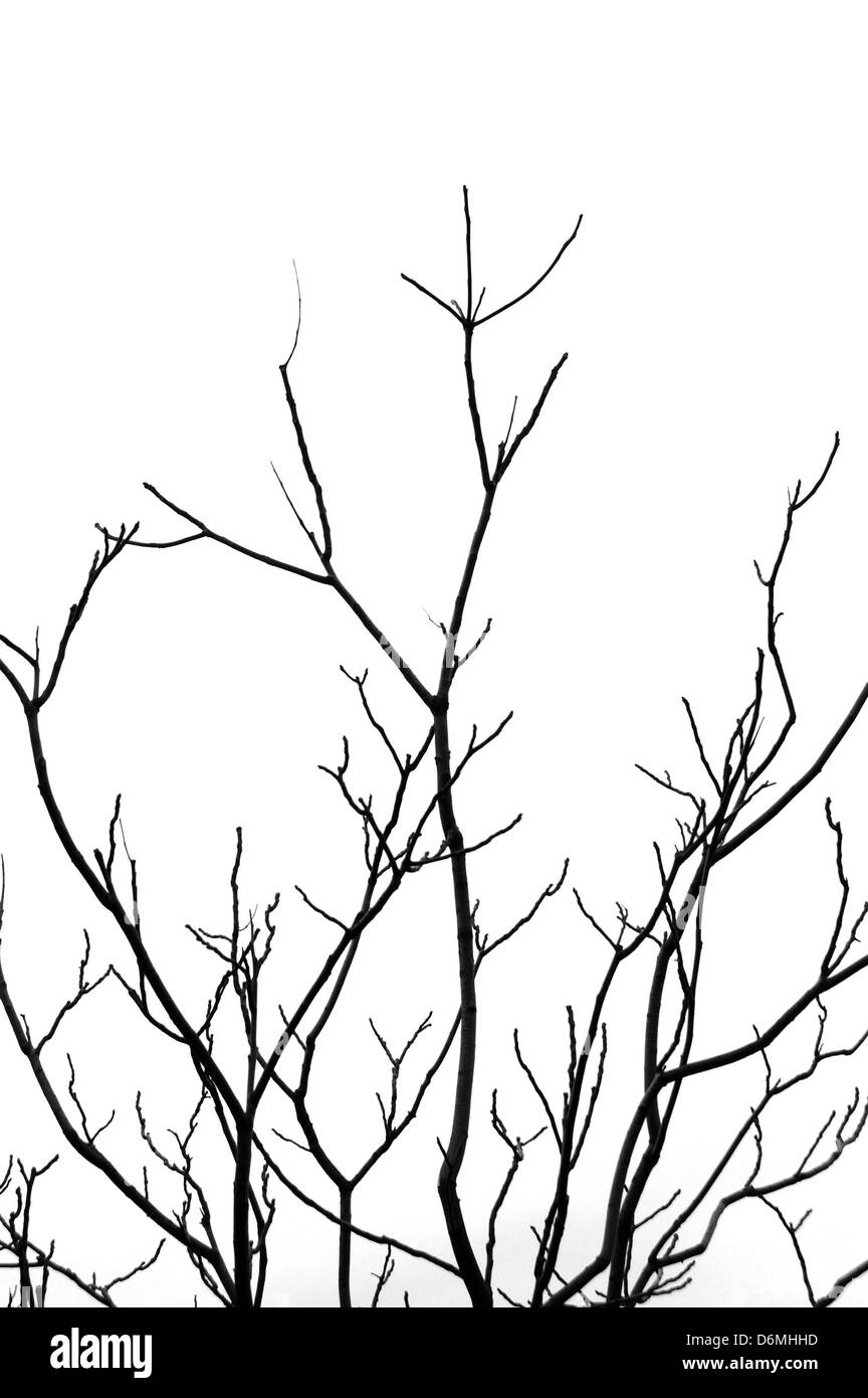 Albero sfrondato rami sfondo astratto. In bianco e nero. Foto Stock