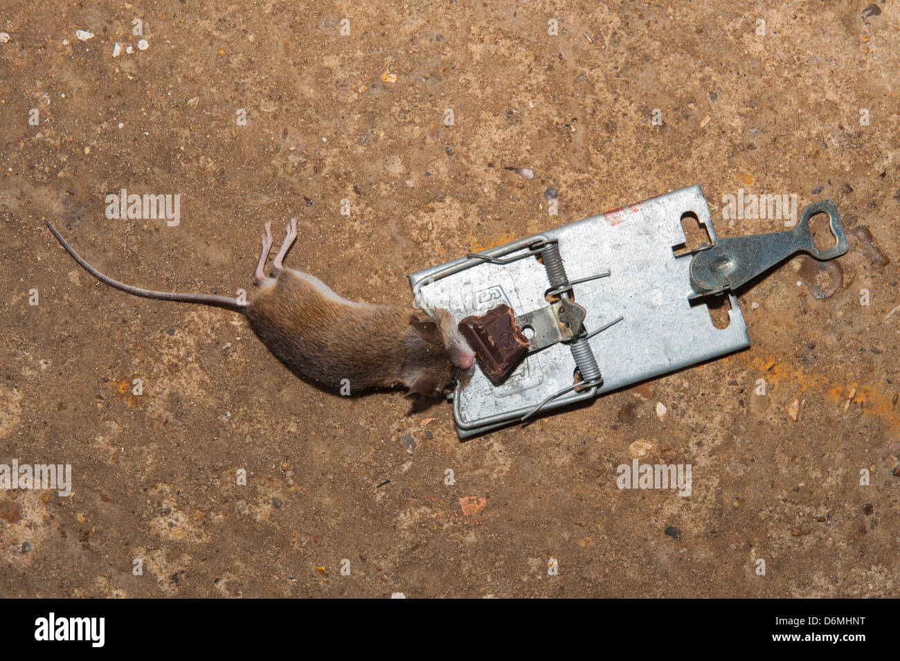 Topo morto in una trappola per topi con formaggio Foto stock - Alamy