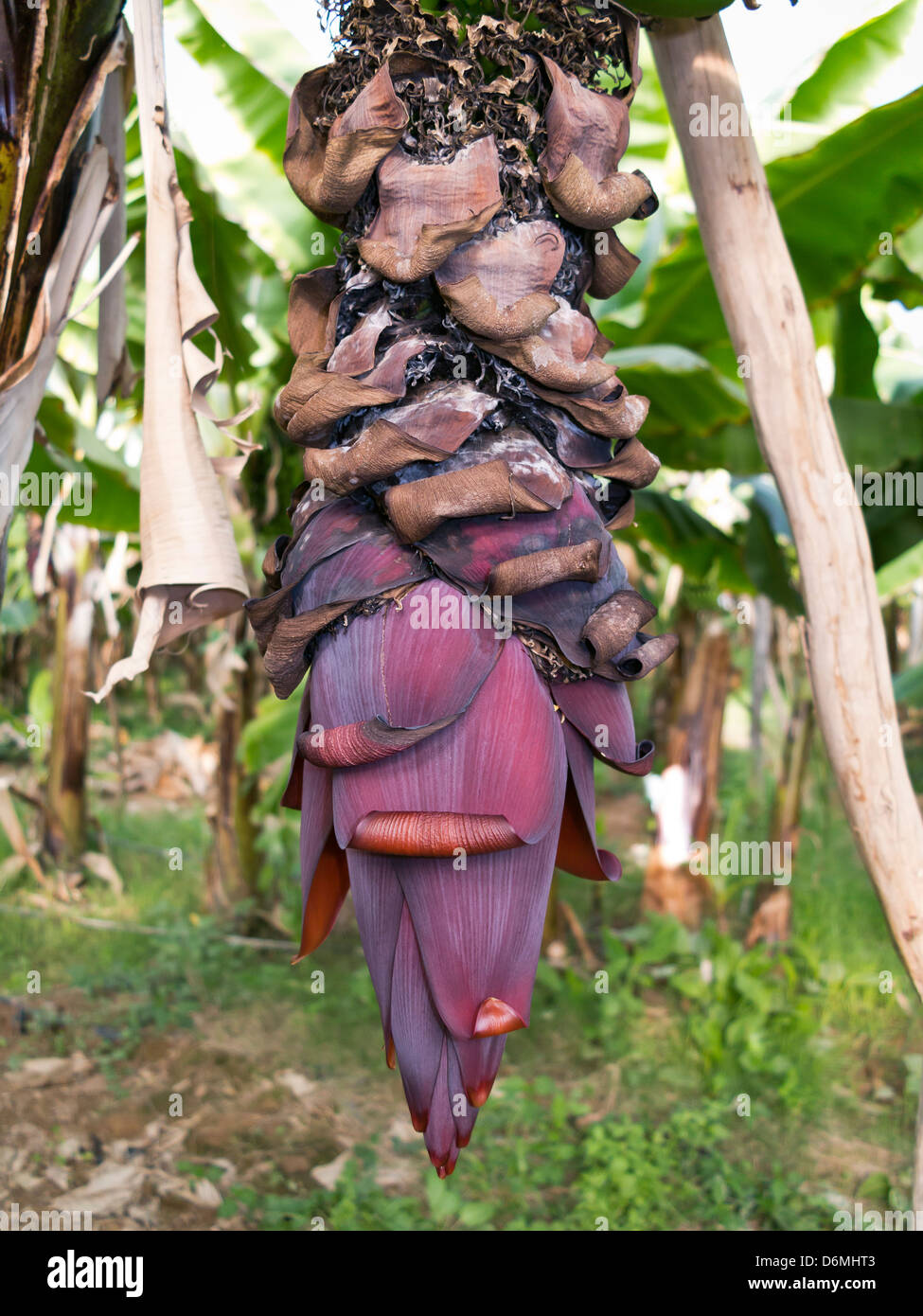 Banana piante che crescono in serra nel settore dell'Anti Atlas montagne vicino Taroudant. Foto Stock