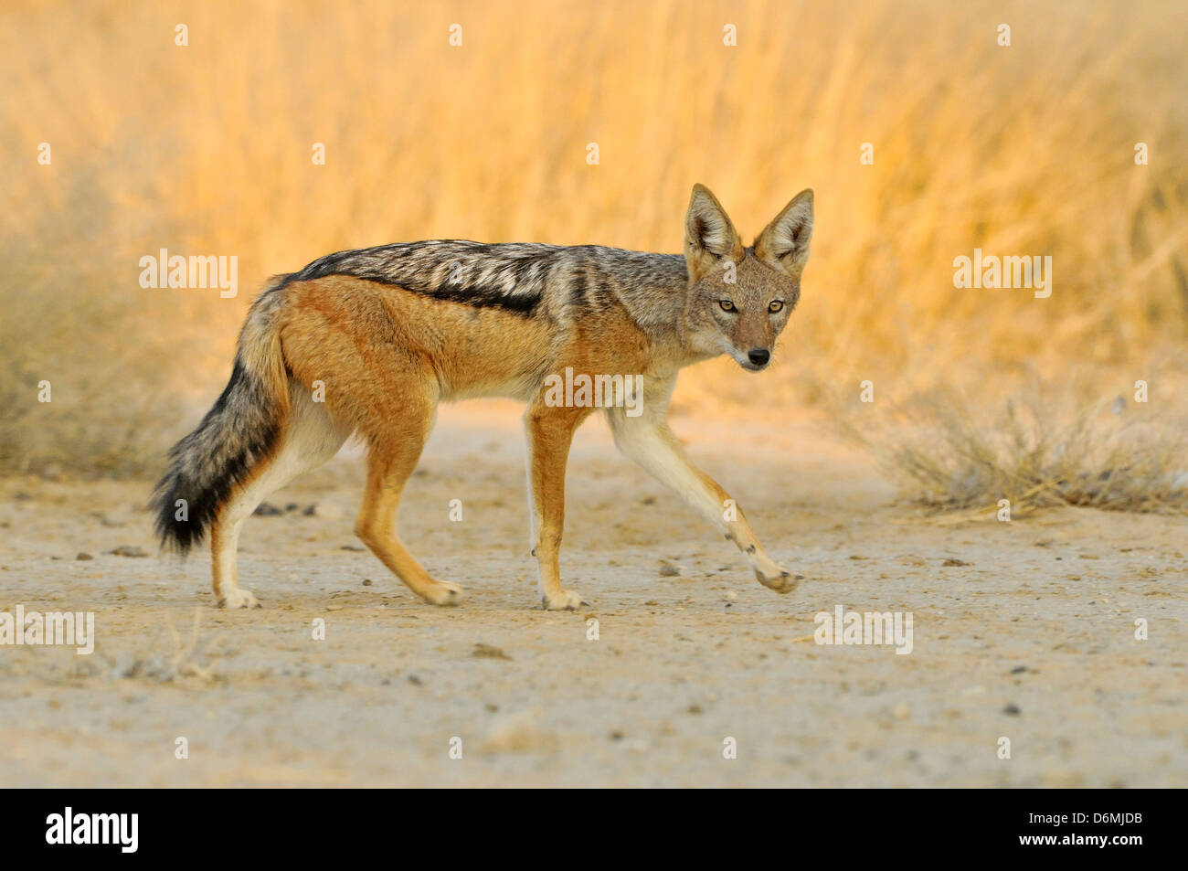 Nero-backed Jackal Canis mesomelas fotografato nel Parco Nazionale di Etosha, Namibia Foto Stock