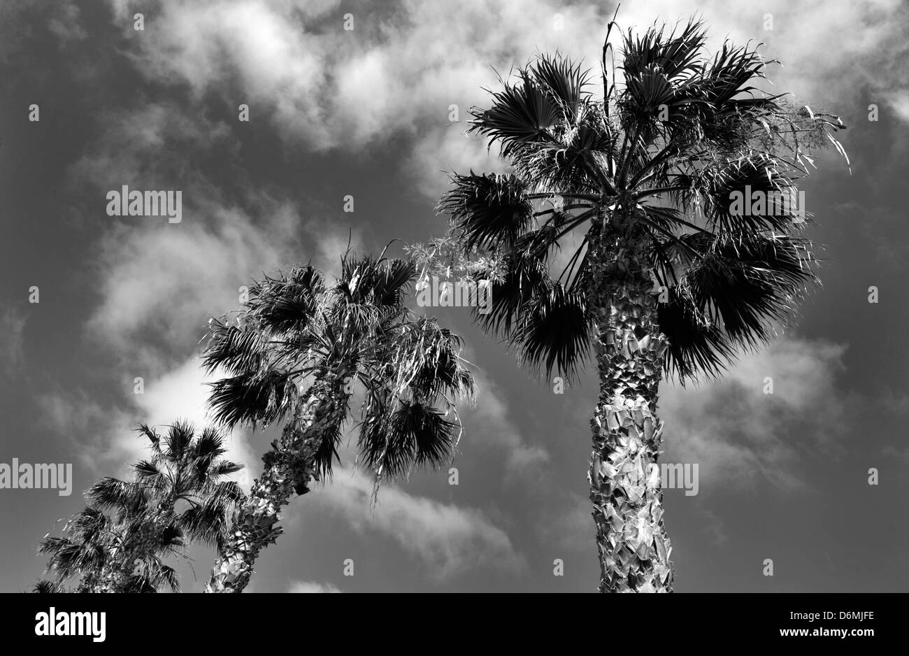 Una fotografia in bianco e nero di palme con le nuvole dietro. Fotografia scattata da sotto. Foto Stock