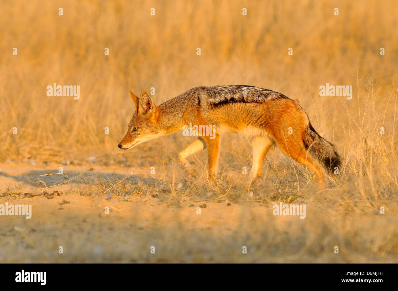 Nero-backed Jackal Canis mesomelas fotografato nel Parco Nazionale di Etosha, Namibia Foto Stock