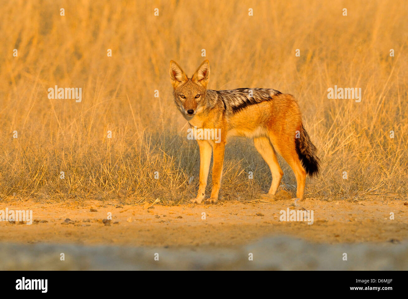 Nero-backed Jackal Canis mesomelas fotografato nel Parco Nazionale di Etosha, Namibia Foto Stock