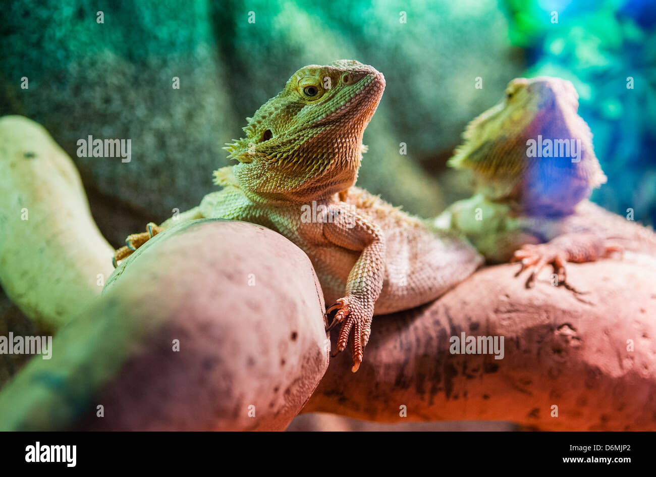 Due draghi barbuti ((Pogona vitticeps) su un ramo in un vivario; uno a fuoco, uno al di fuori della messa a fuoco. Foto Stock