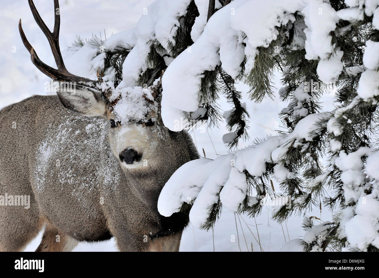 Un mulo cervo buck con neve sul suo volto in piedi sotto una coperta di neve pino Foto Stock