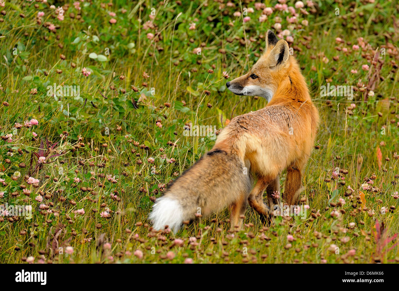 Un giovane RED FOX guardando indietro Foto Stock