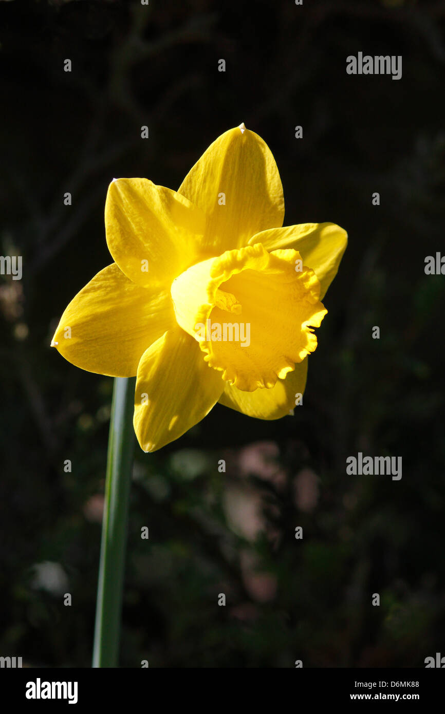 Giallo Daffodil (Narcissus) gambo di fiore Foto Stock