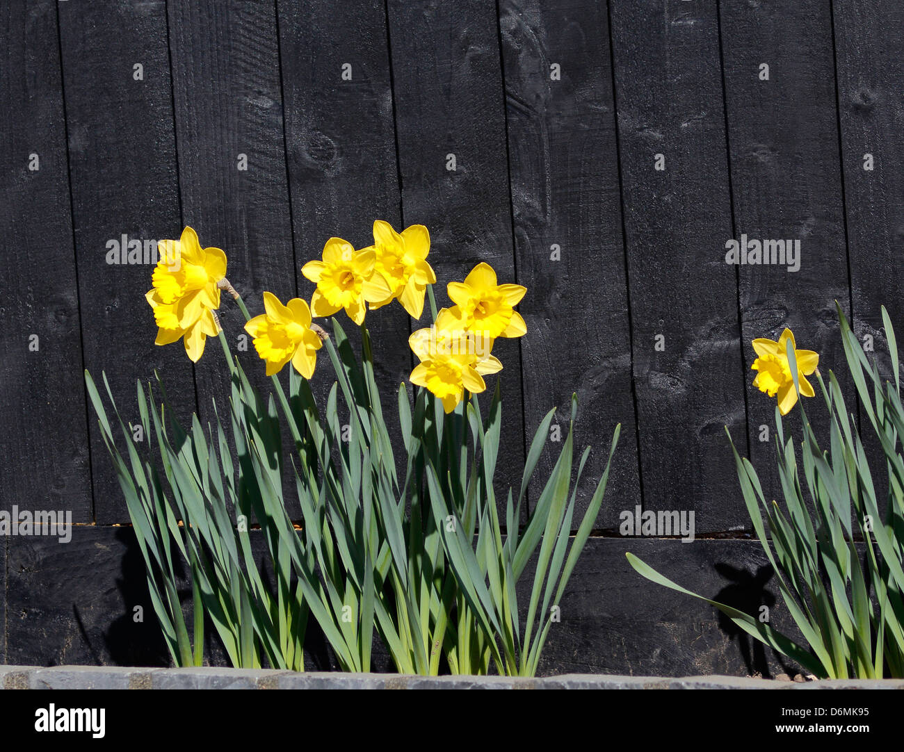 Giallo Daffodil (Narcissus) crescente contro la recinzione Foto Stock