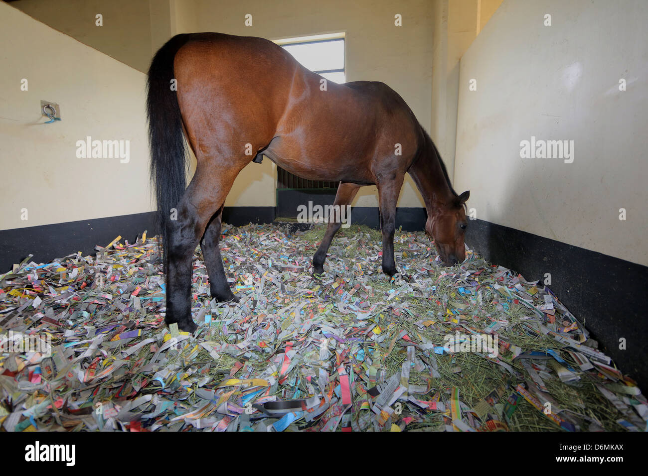 Hong Kong, Cina, cavallo sta nel suo stallo in una lettiera di carta  tagliuzzata Foto stock - Alamy