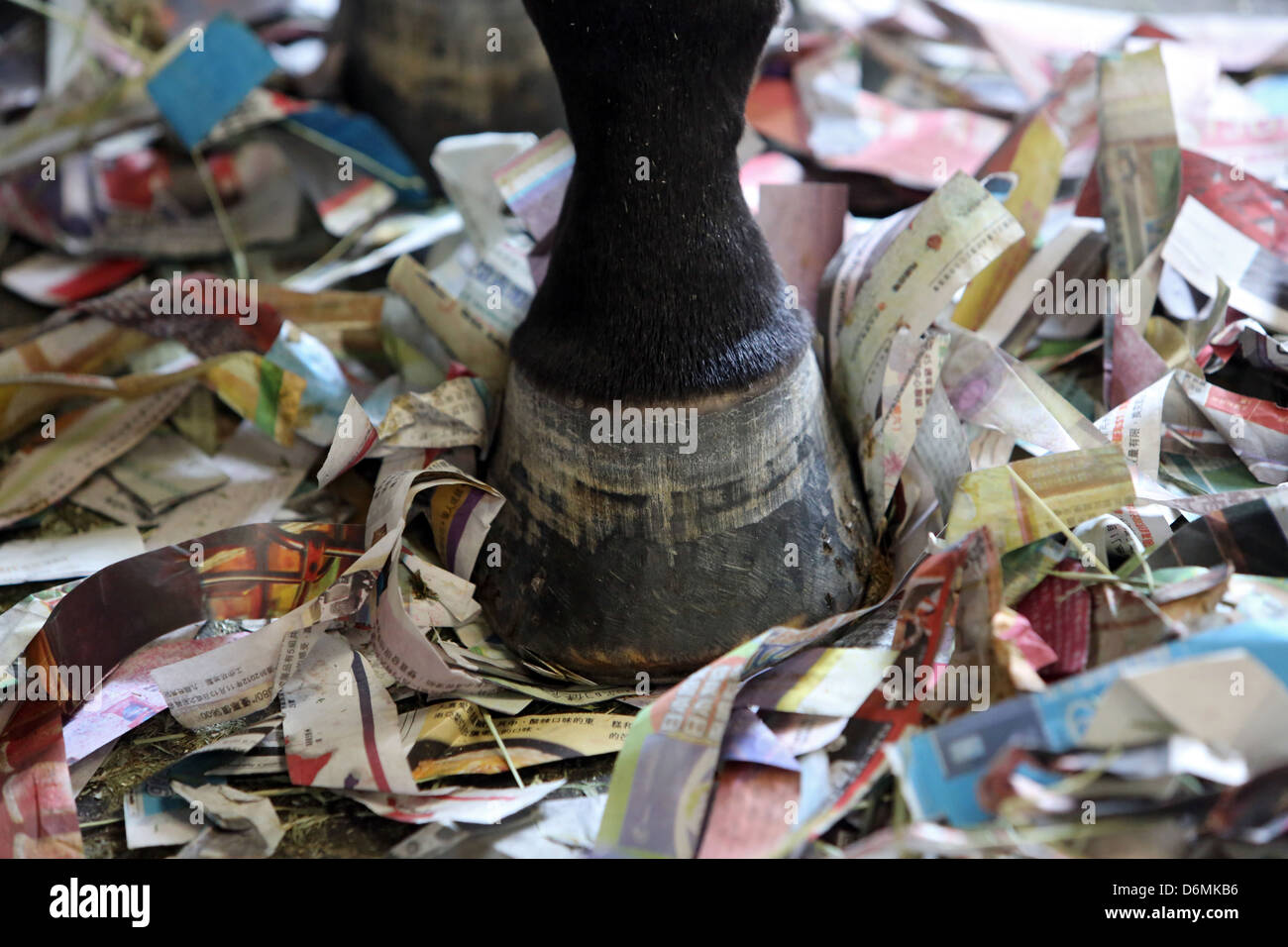 Hong Kong, Cina, a ferro di cavallo si erge su una lettiera fatta di carta tagliuzzata Foto Stock