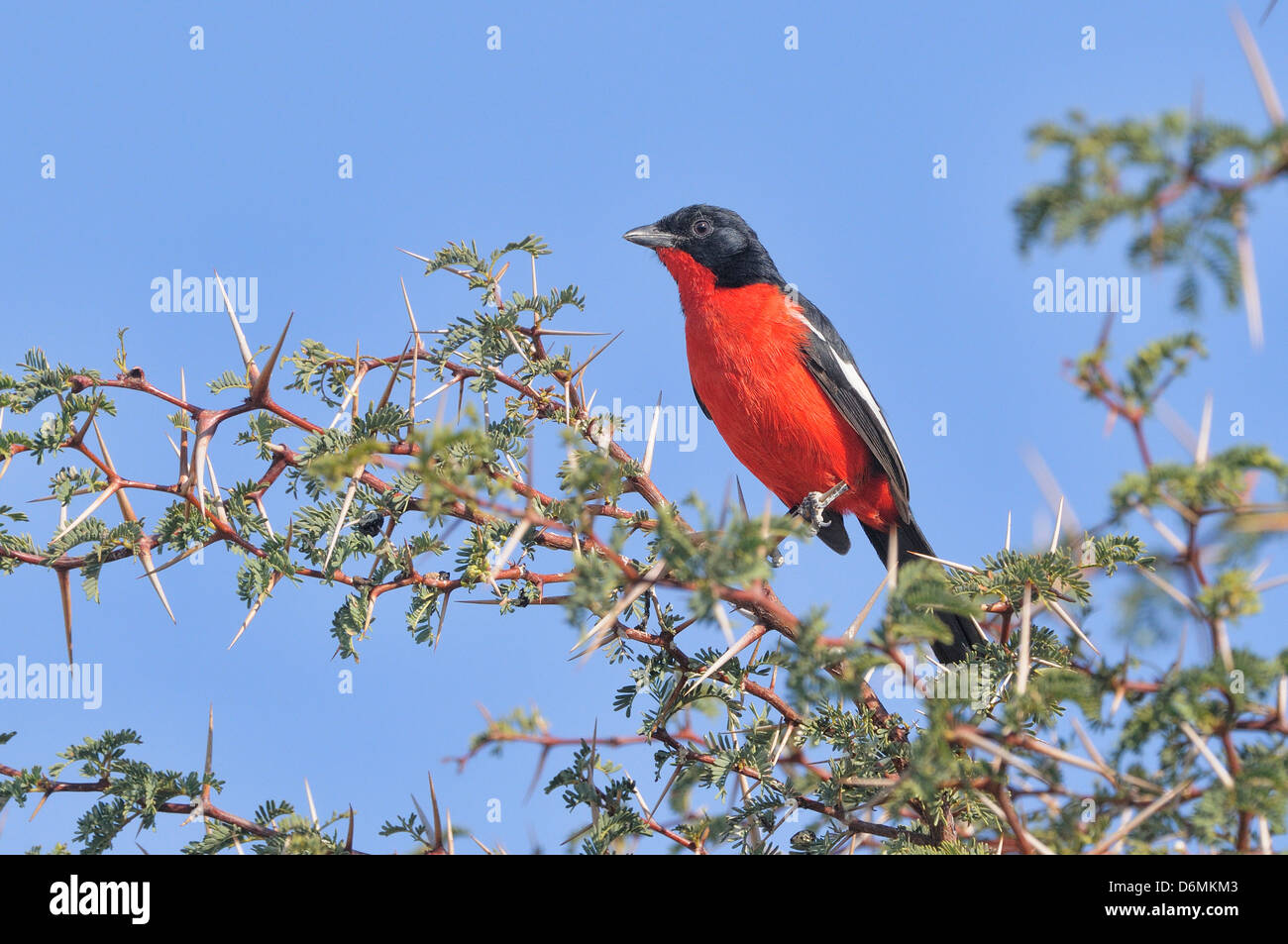 Crimson-breasted Shrike Laniarius atrococcineus fotografato in Kgalagadi National Park, Sud Africa Foto Stock