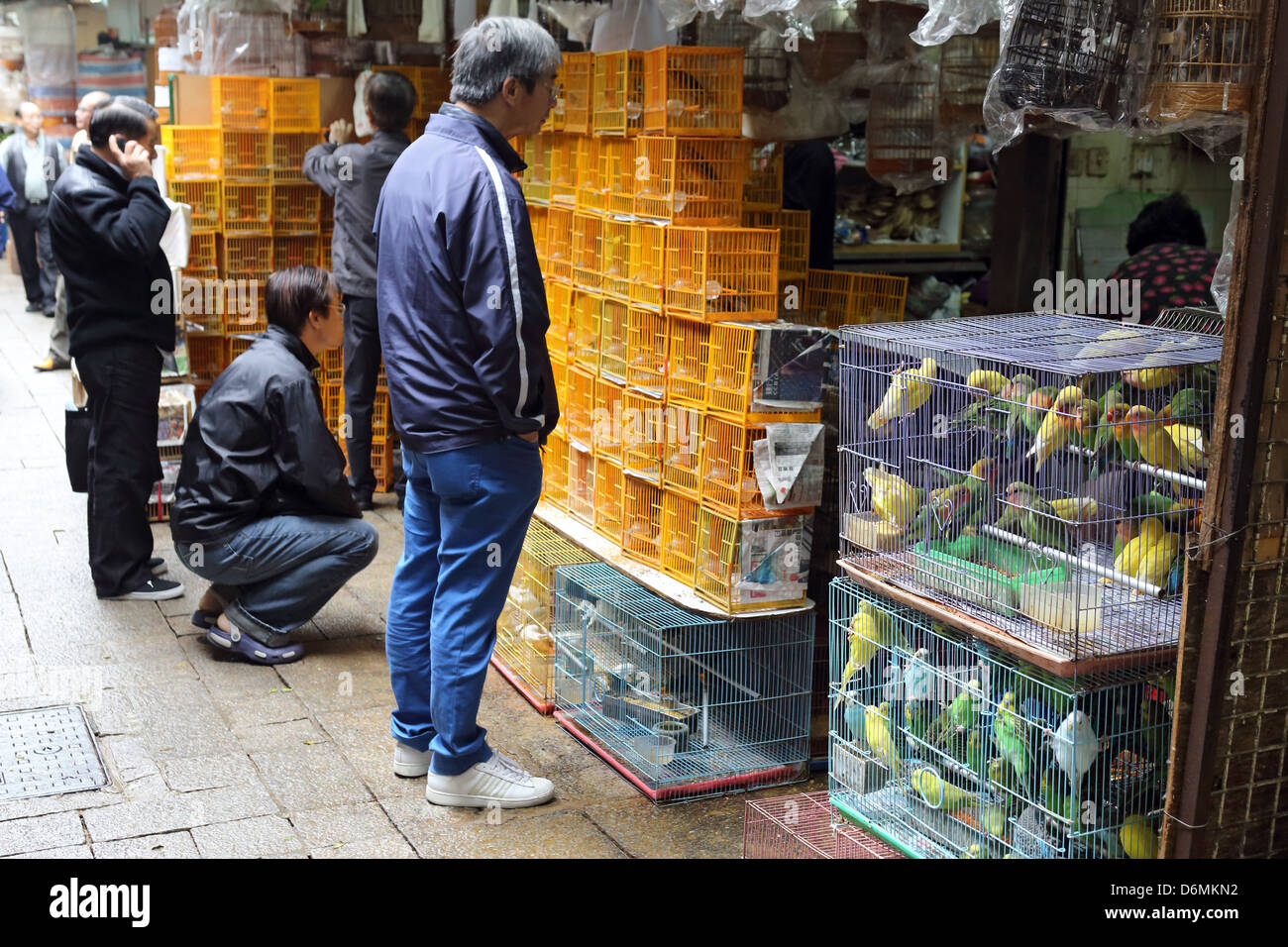 Hong Kong, Cina, Rosenkoepfchen e budgies sono offerti per la vendita sul mercato degli uccelli Foto Stock