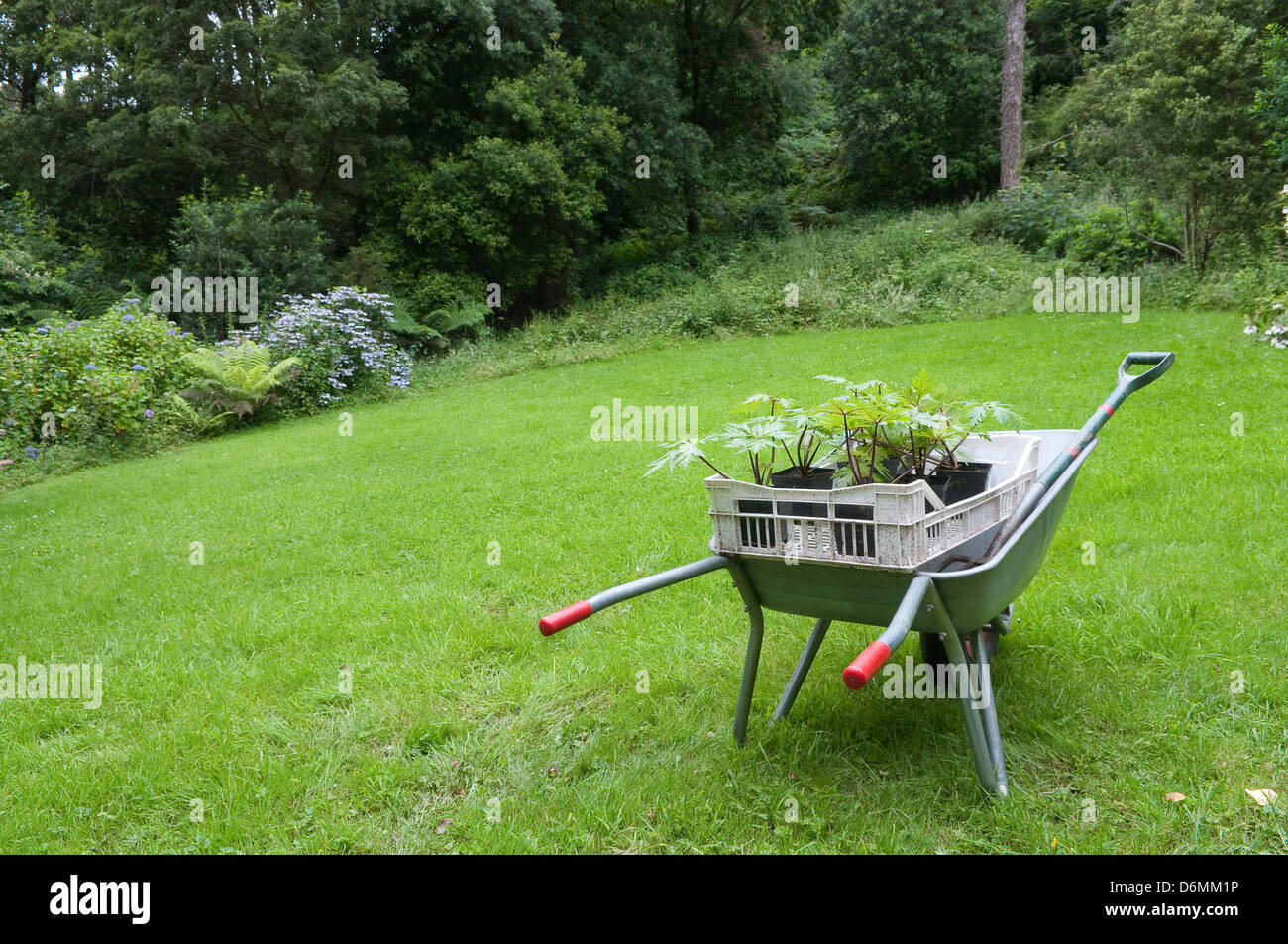 Giardinaggio in Inghilterra. Carriola con le piantine. Foto Stock