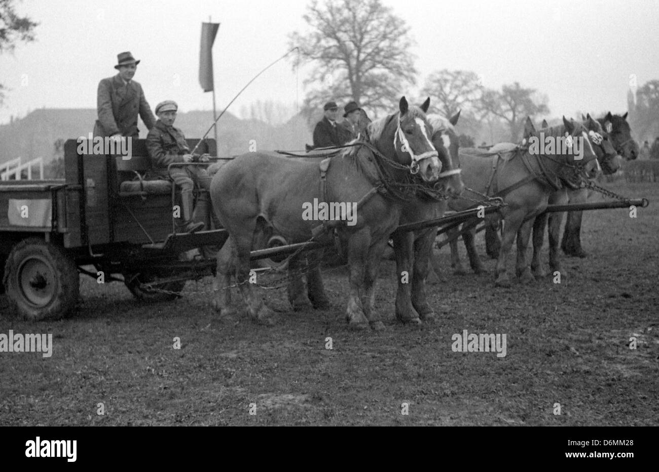 Leipzig, Germania orientale, pesanti cavalli nel cablaggio quando equitazione e concorso di guida su pista Foto Stock