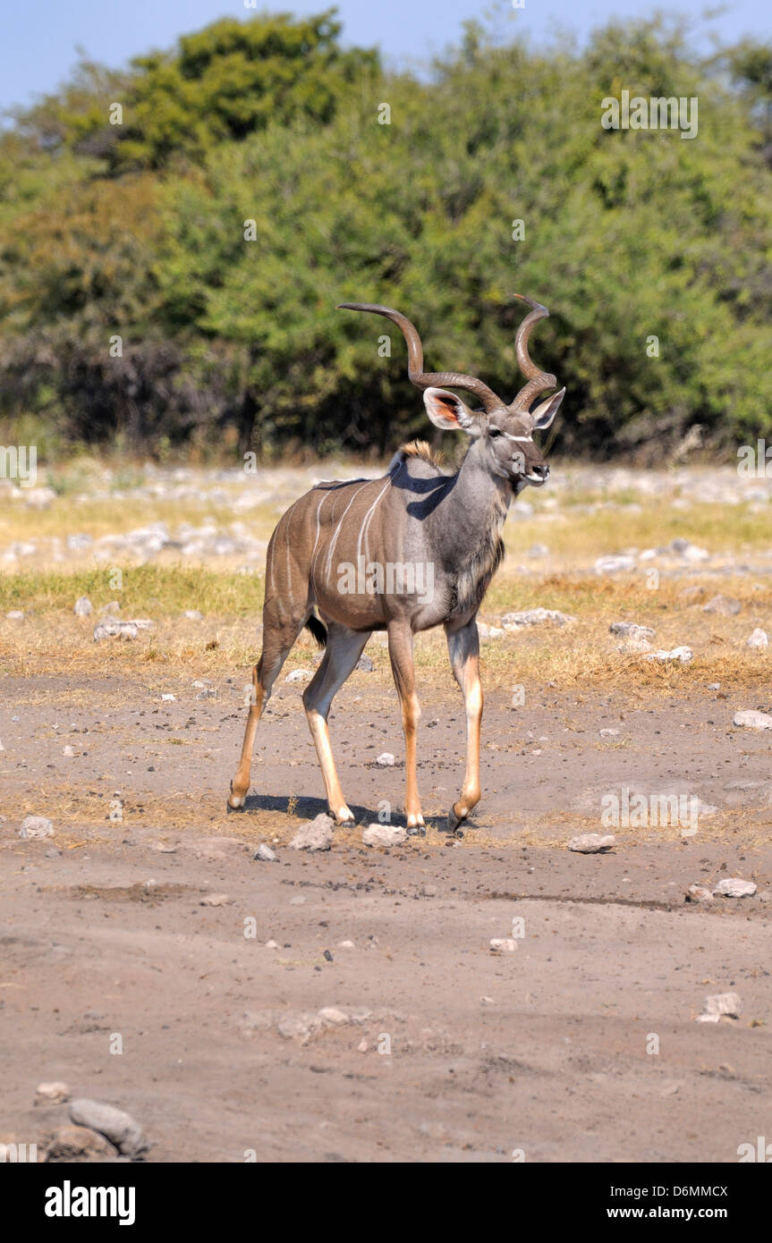 Kudu maggiore Tragelaphus strepsiceros maschio fotografato in Mountain Zebra National Park, Sud Africa Foto Stock