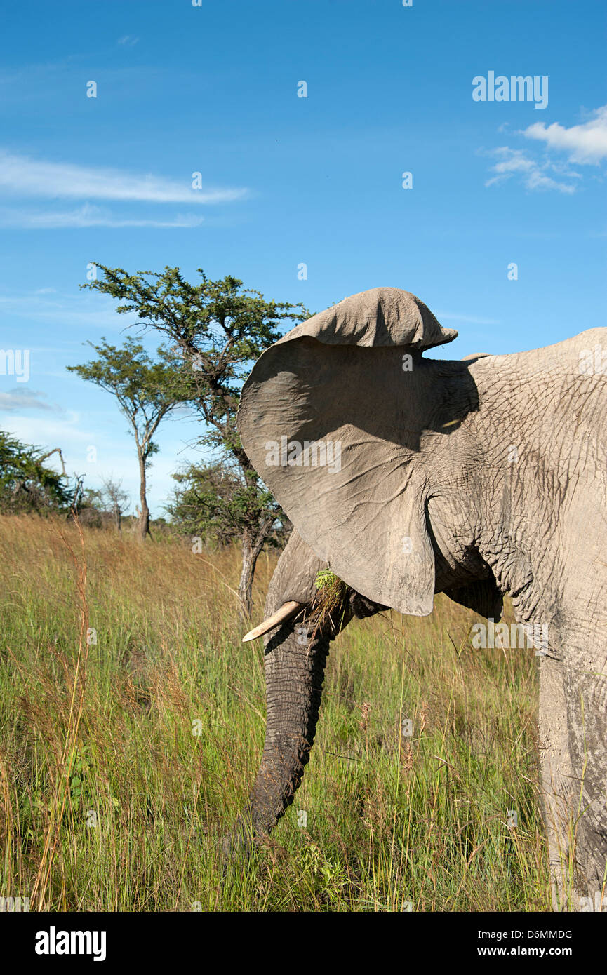 Elefante africano nella boccola. Antelope Park, Zimbabwe. Foto Stock