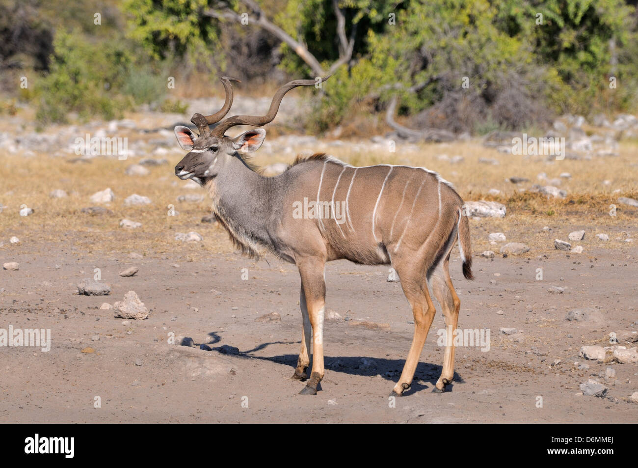 Kudu maggiore Tragelaphus strepsiceros maschio fotografato in Mountain Zebra National Park, Sud Africa Foto Stock