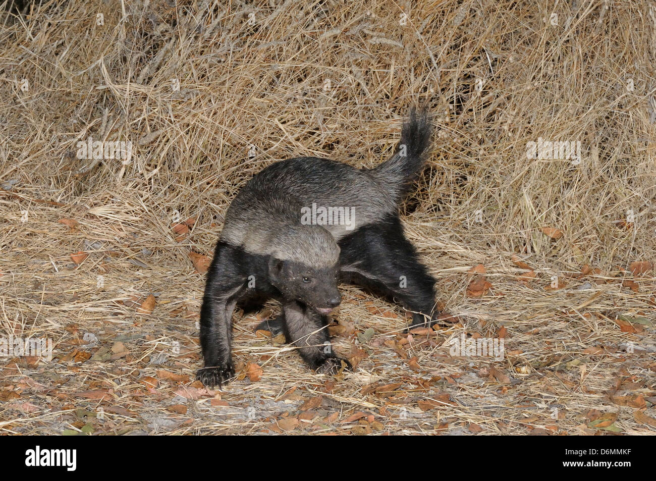 Honey Badger (Ratel) Mellivora capensis fotografato nel Parco Nazionale di Etosha, Namibia Foto Stock