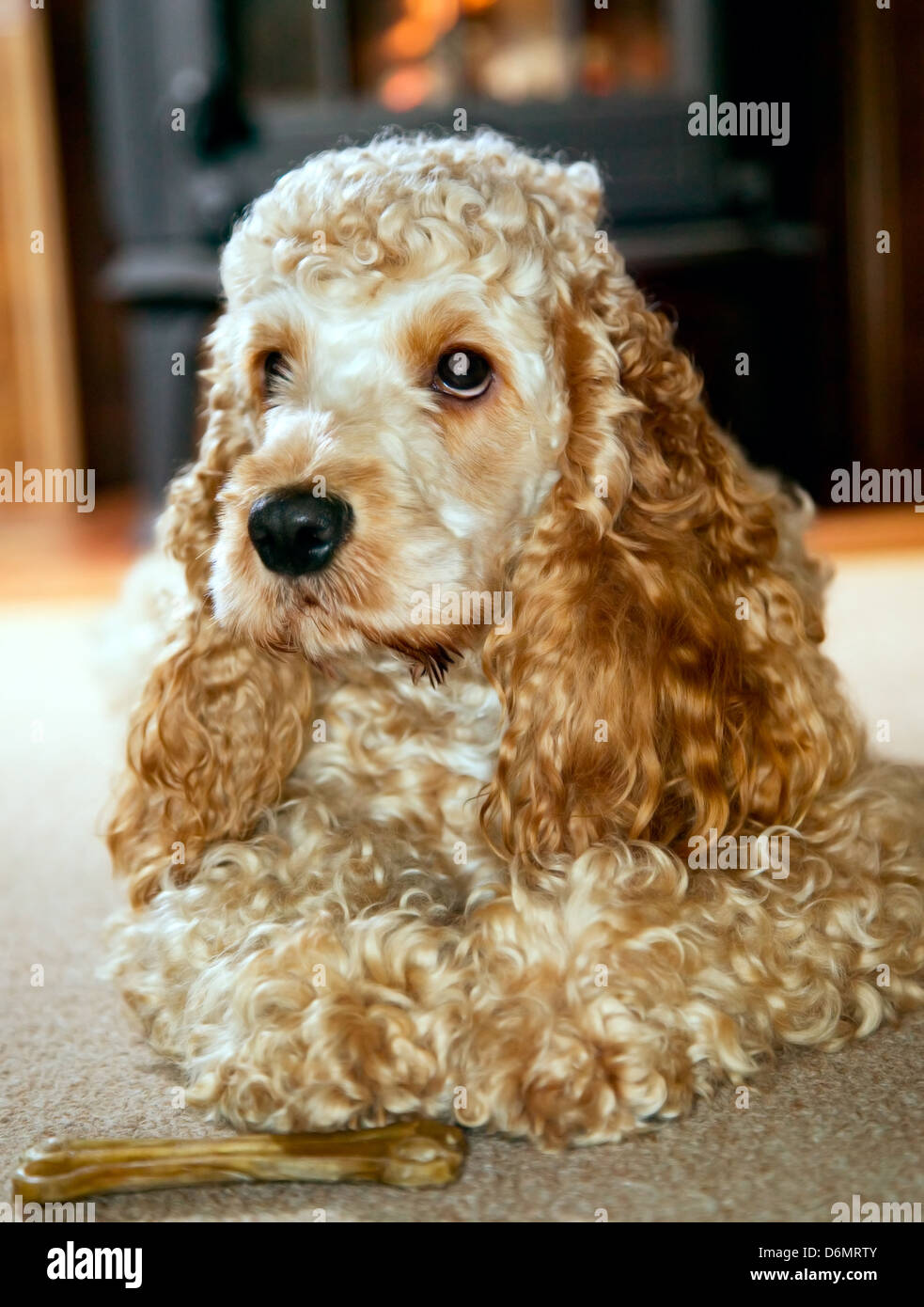 Cocker Spaniel con grandi orecchie è disteso e guardare Foto Stock