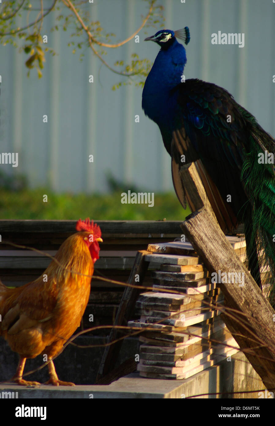 Peacock e il Gallo Foto Stock