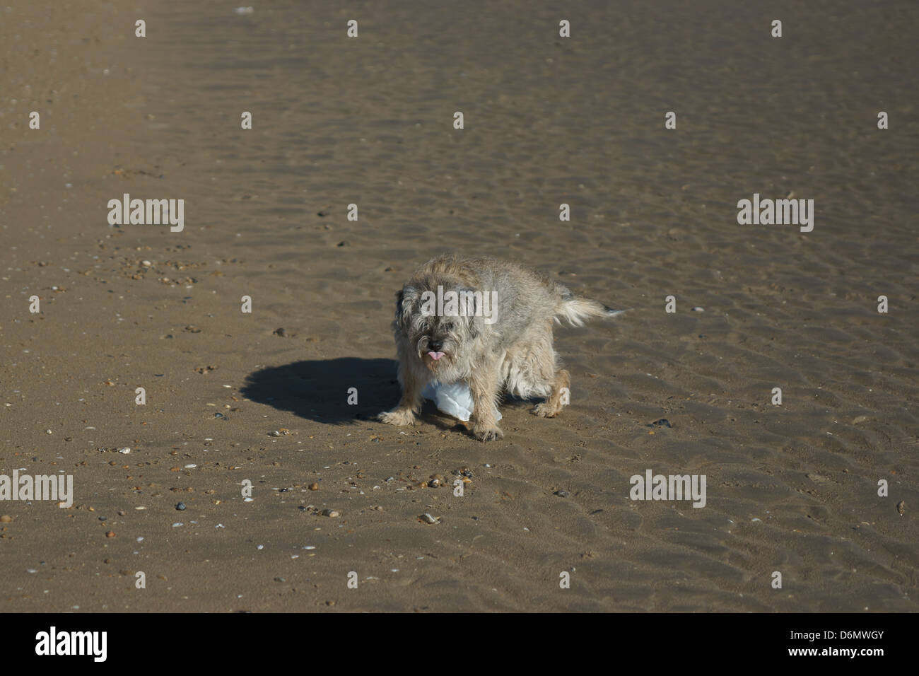 Cane vecchio confine terrier spiaggia sabbiosa a caccia di borsa Foto Stock