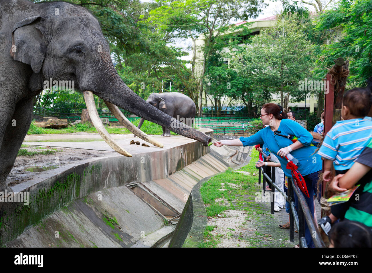 La gente di alimentazione di un elefante a Zoo Negara, lo Zoo Nazionale della Malesia Foto Stock