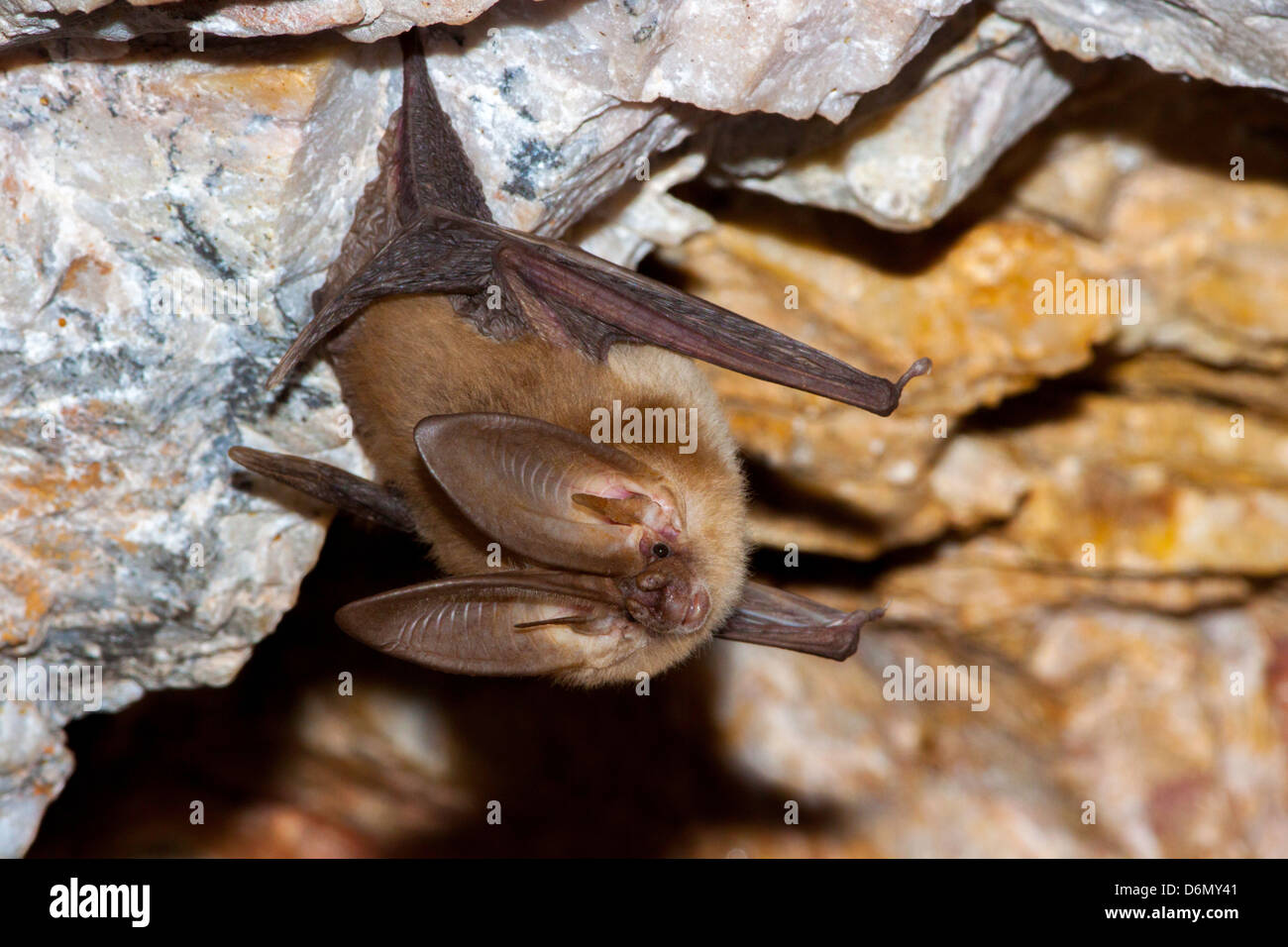 Townsend la Big-eared Bat Plecotus townsendii Harquahala montagne, NW Phoenix, in Arizona, Stati Uniti 17 aprile adulto Foto Stock