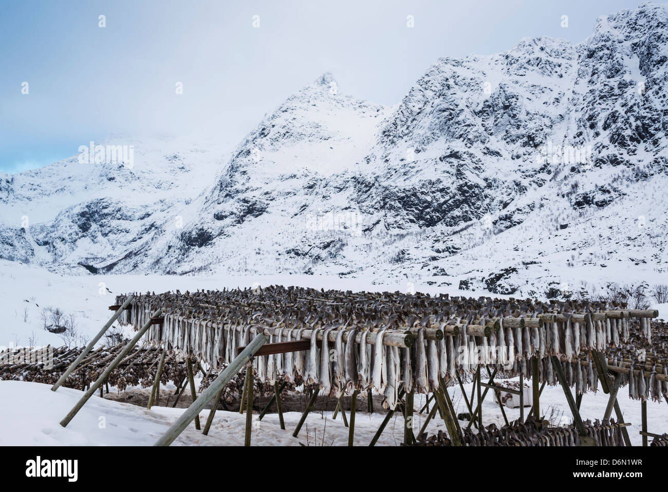 Il Merluzzo Baccalà appesi per asciugare in coperta di neve paesaggio invernale, Å, Moskenesøy, Isole Lofoten in Norvegia Foto Stock