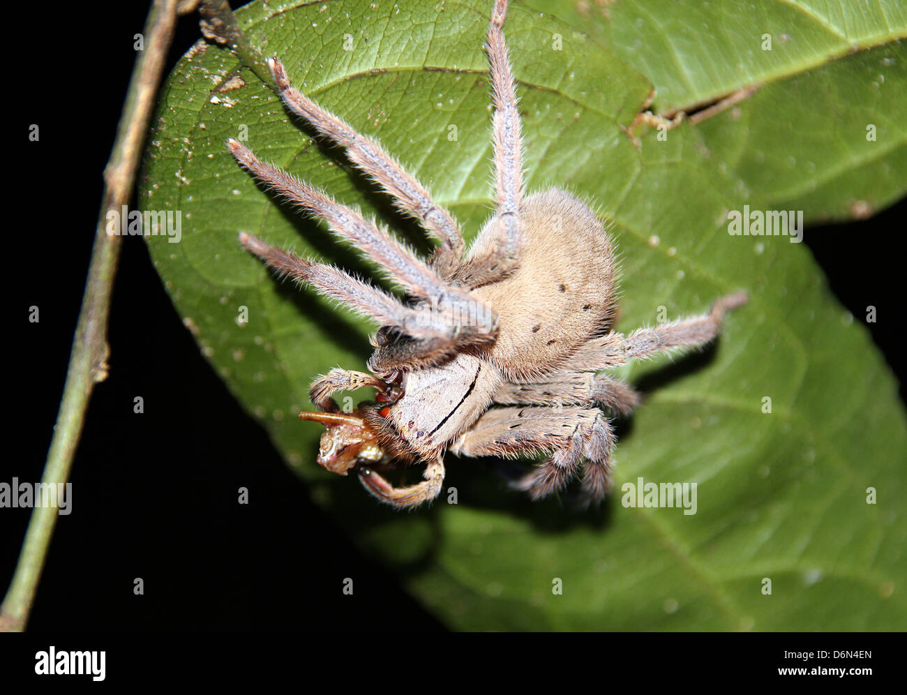 Close-up della tarantola, Taman Negara National Park, Foto Stock