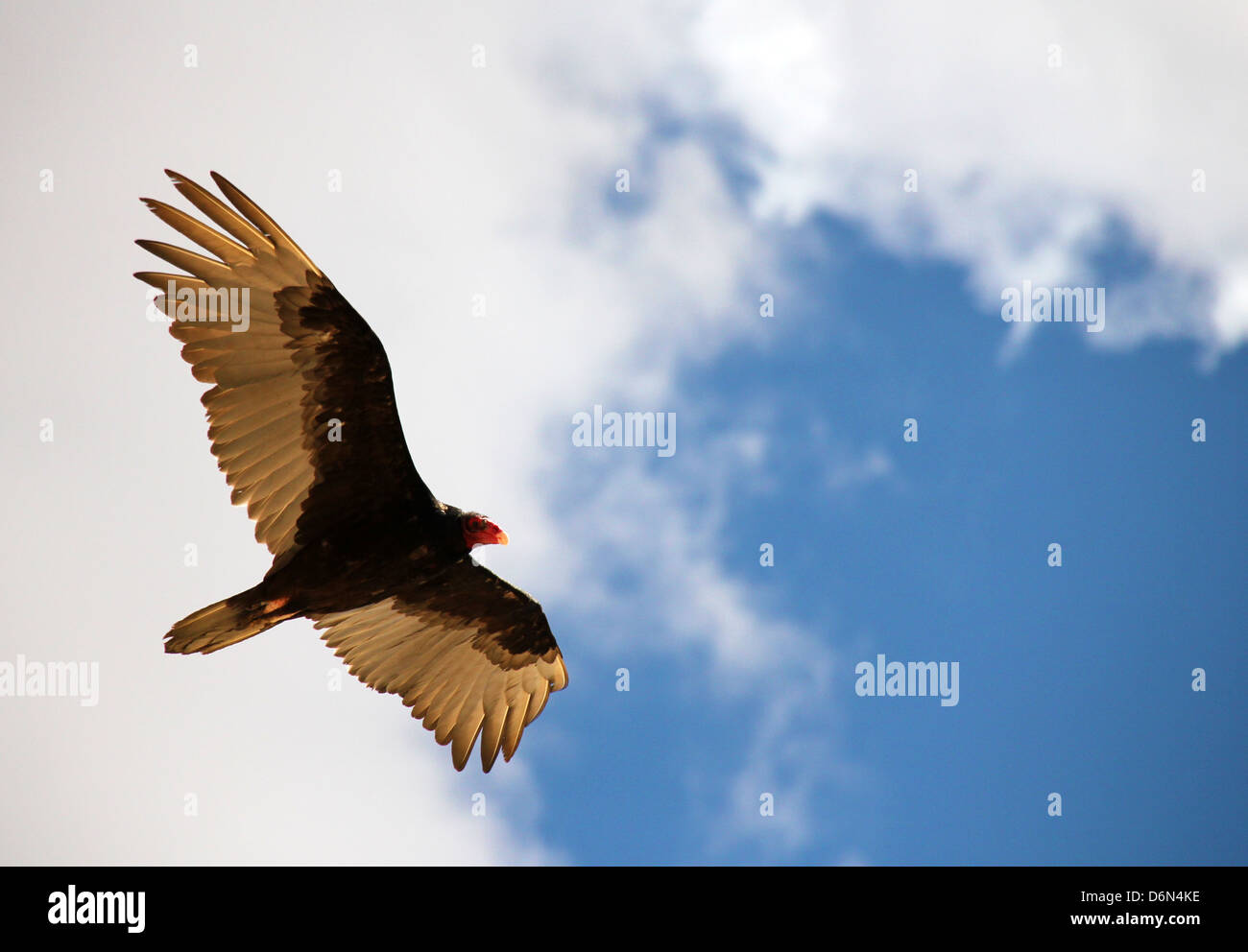 La Turchia avvoltoio, Bryce Canyon dello Utah, Stati Uniti d'America Foto Stock
