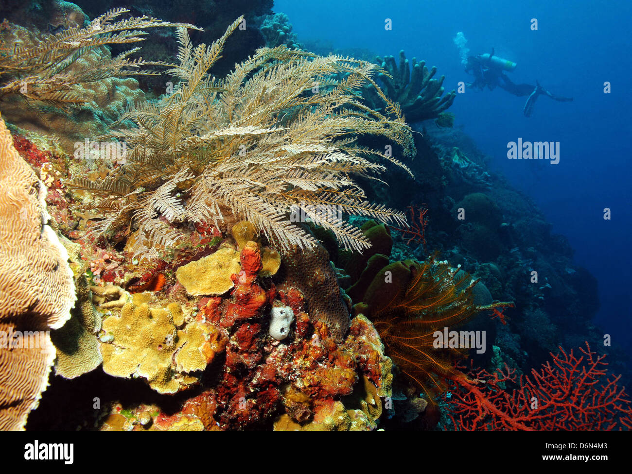 Parete di corallo, Bunaken, Indonesia Foto Stock