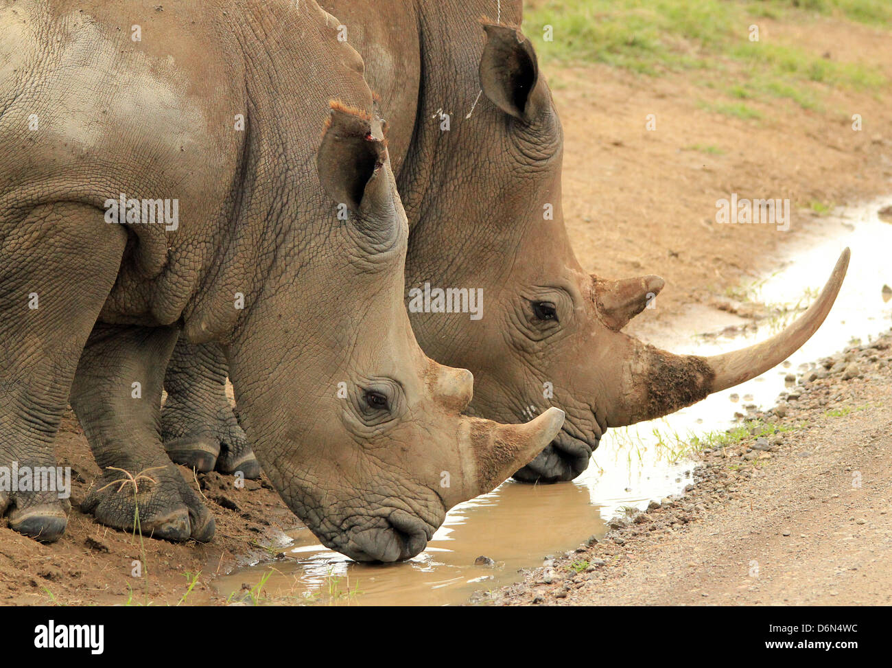 White Rhino (Ceratotherium simum) Coppia di bere, Lake Nakuru, Kenya Foto Stock