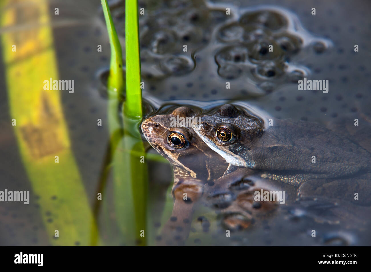 Comune Europea rane marrone (Rana temporaria) coppia di galleggianti amplexus tra frogspawn in stagno in primavera Foto Stock