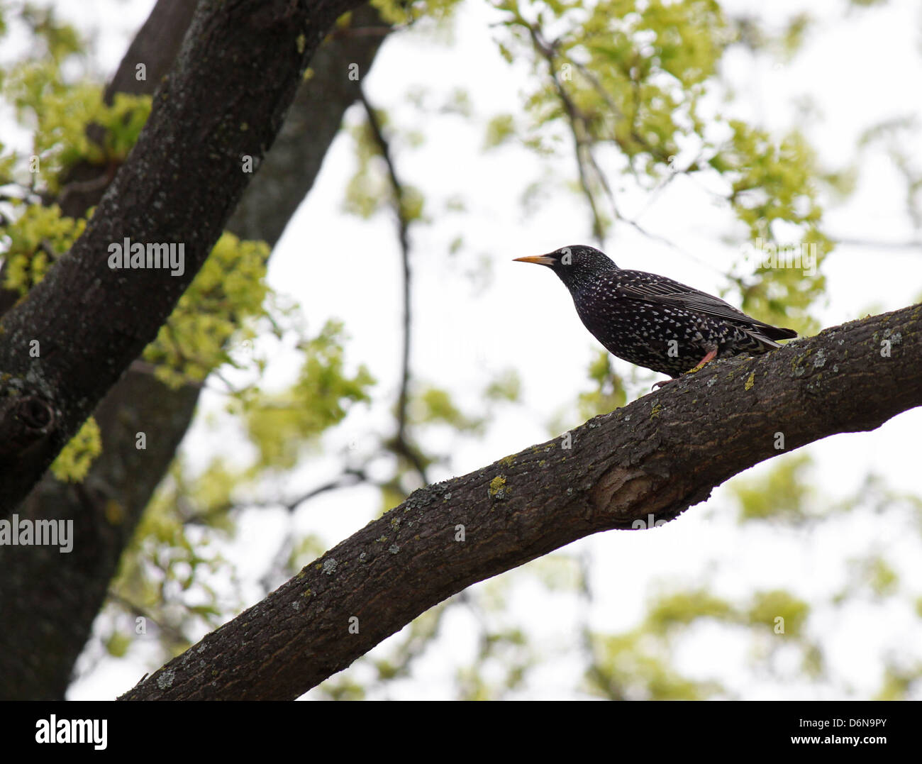 Starling comune seduta su albero Foto Stock